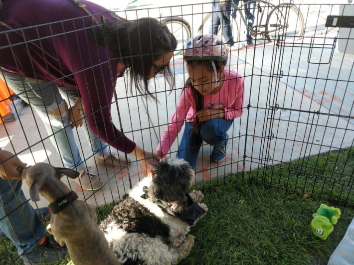 The city's Animal Care Services brought out dogs from the Huntington Beach Humane Society for a petting zoo. All the dogs were eligible for adoption.