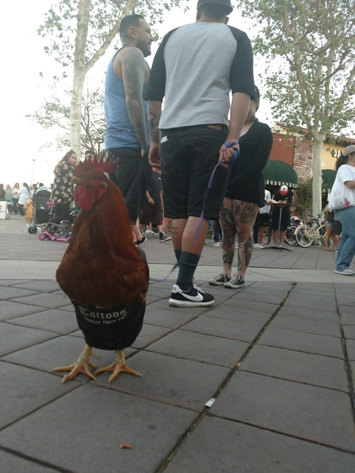Walking the rooster in downtown Garden Grove.