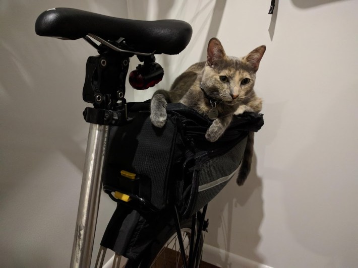 Streetsblog SF Editor Roger Rudick's cat became a fundraising lucky charm during the 2019 emergency fundraising drive. He is eager to help out with #Bike4Streetsblog in 2020.
