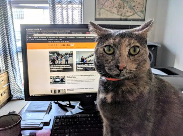 Cat in front of a computer screen